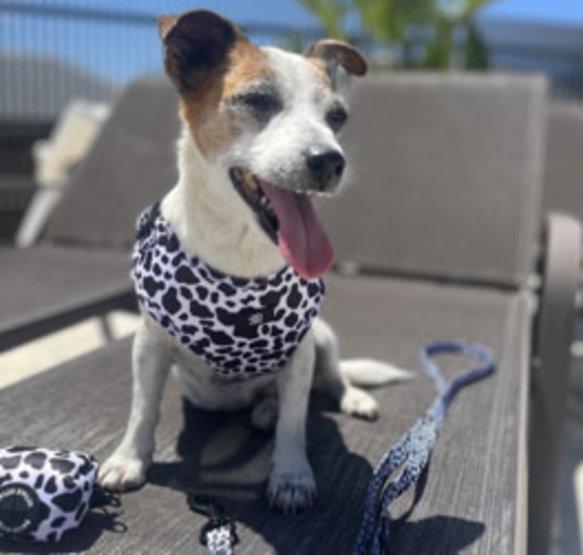 Small Dogs Harness Kit - cows pattern